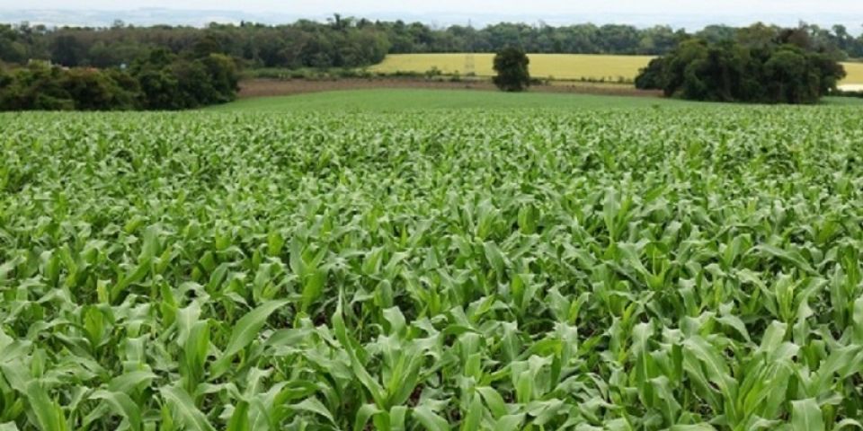 Semeadura do milho chega aos 50% da área prevista no Rio Grande do Sul