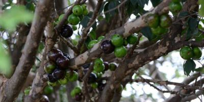 Extrato da casca de jabuticaba combate pré-diabetes