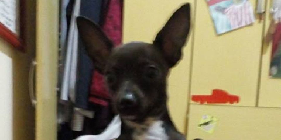 Donos procuram por cachorrinha desaparecida em Camaquã 