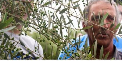 Olivicultura é alternativa para agricultores familiares em Dom Feliciano