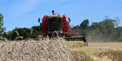 Colheita do trigo está quase concluída no Rio Grande do Sul