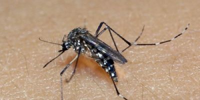 Semana Nacional de Combate ao mosquito Aedes aegypti reforça mobilização