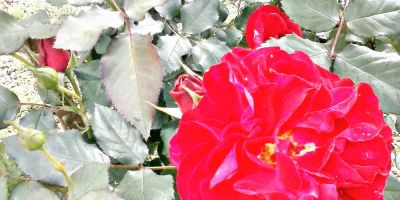 Inicia nesta segunda-feira a estação mais colorida do ano; a primavera