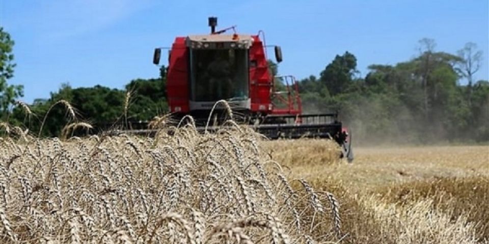 Colheita do trigo está finalizada no Rio Grande do Sul