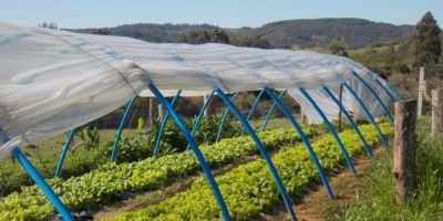 Dom Feliciano - Escola Padre Vieira já está colhendo hortaliças da estufa da Escola
