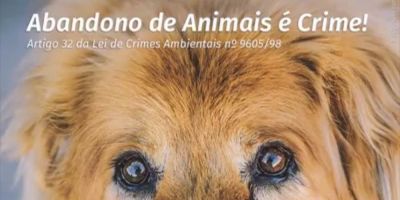 Dezembro Verde: animais abandonados podem causar acidentes
