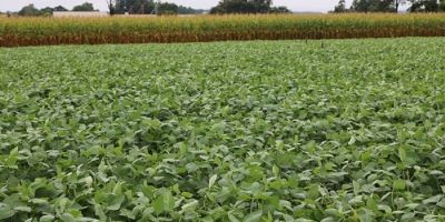 Culturas de verão seguem em desenvolvimento no RS