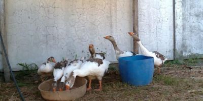 Gansos reforçam a segurança na Penitenciária Estadual de Rio Grande