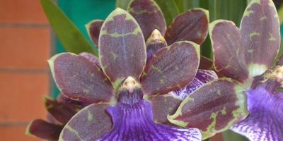 Cancelada a Exposição Regional de Orquídeas de Camaquã