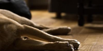 Hotel do RS terá que indenizar em R$ 5 mil donos de cão que fugiu