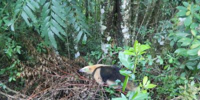 Tamanduá-mirim é encontrado no centro da cidade de Camaquã e solto em seu habitat natural
