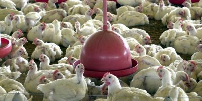 Anvisa proíbe venda de lotes de frango da Perdigão