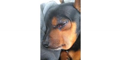 Cachorro é picado por cobra após tentar proteger donos em Cidreira