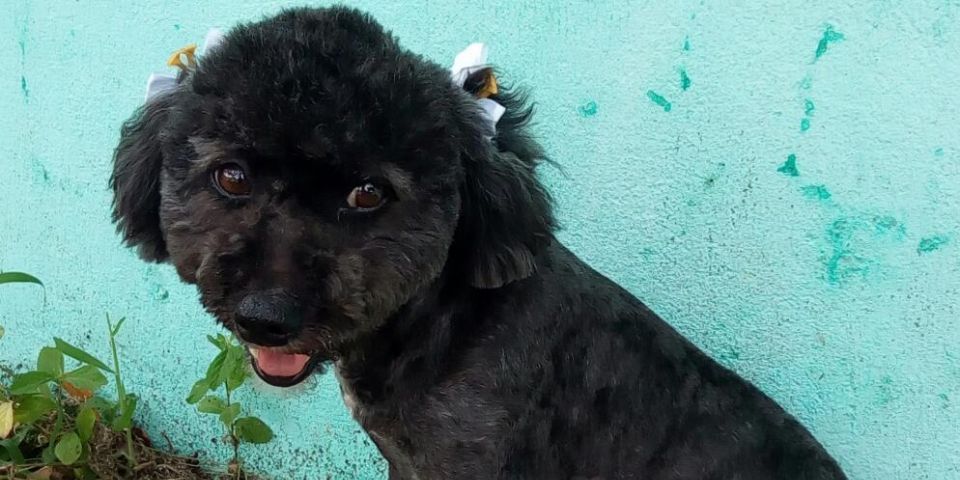 Procura-se por Luna em Camaquã, a cachorrinha mãe de quatro filhotes