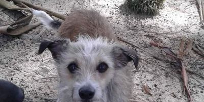 Cachorrinha que atende pelo nome de Pimpolha está sumida em Camaquã
