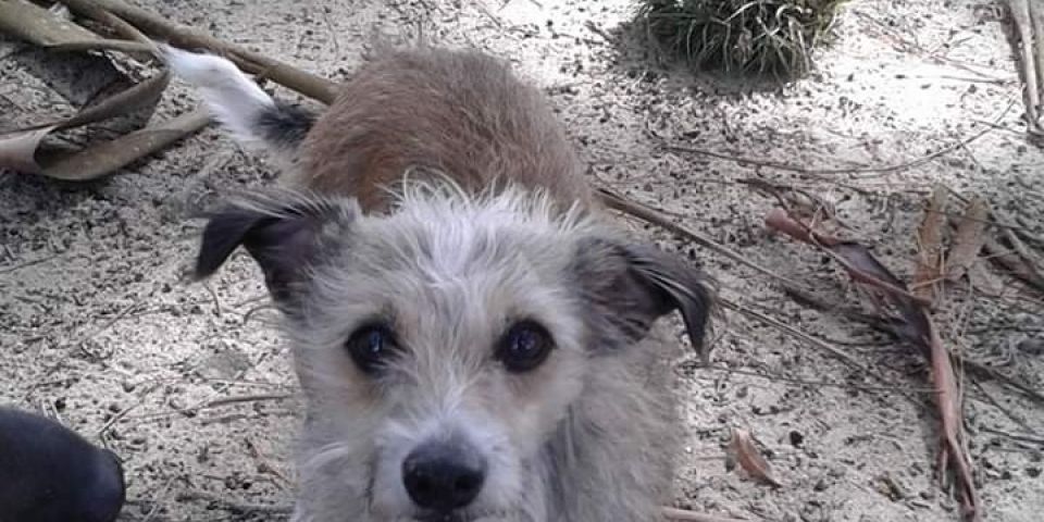 Cachorrinha que atende pelo nome de Pimpolha está sumida em Camaquã