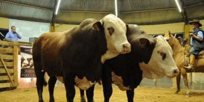 Fazenda Santa Tereza abre ExpoCamaquã com excelentes médias