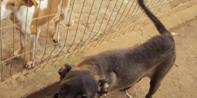 Atividades do Canil Municipal de Camaquã 