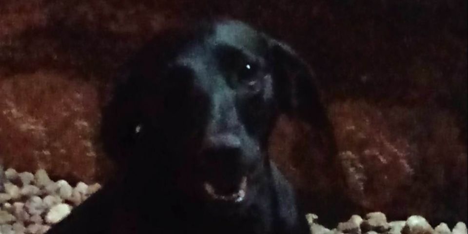 Dono de Preta procura por cachorrinha, que está desaparecida em Camaquã