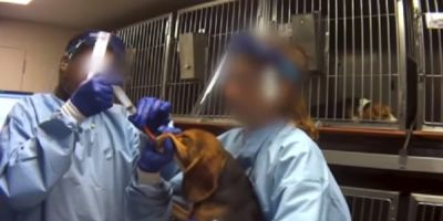 Indústria de agrotóxicos usa cães beagle como cobaia em testes a pedido da Anvisa