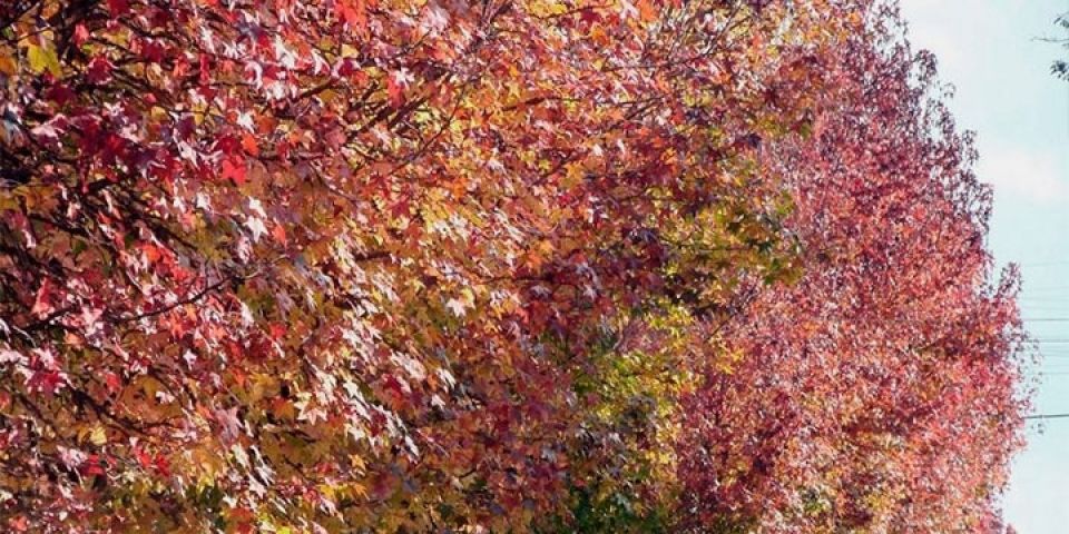 Outono começa com temperaturas amenas no Rio Grande do Sul