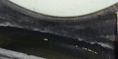 Encontrado novo foco de larvas do mosquito Aedes aegypti em São Lourenço do Sul