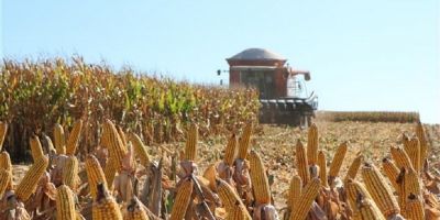 Trabalhos a campo avançam e milho está 65% colhido no RS