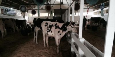 76ª Expofeira de Arroio Grande começou hoje