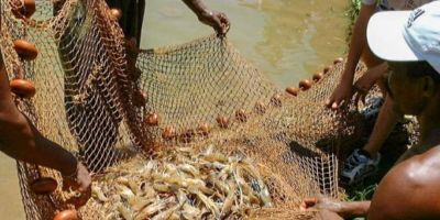 Pesquisa indica peixes que podem ser consumidos por brasileiros