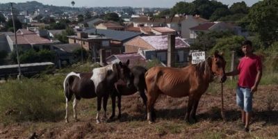 Cavalos furtados da ARCA são encontrados por voluntários em Camaquã