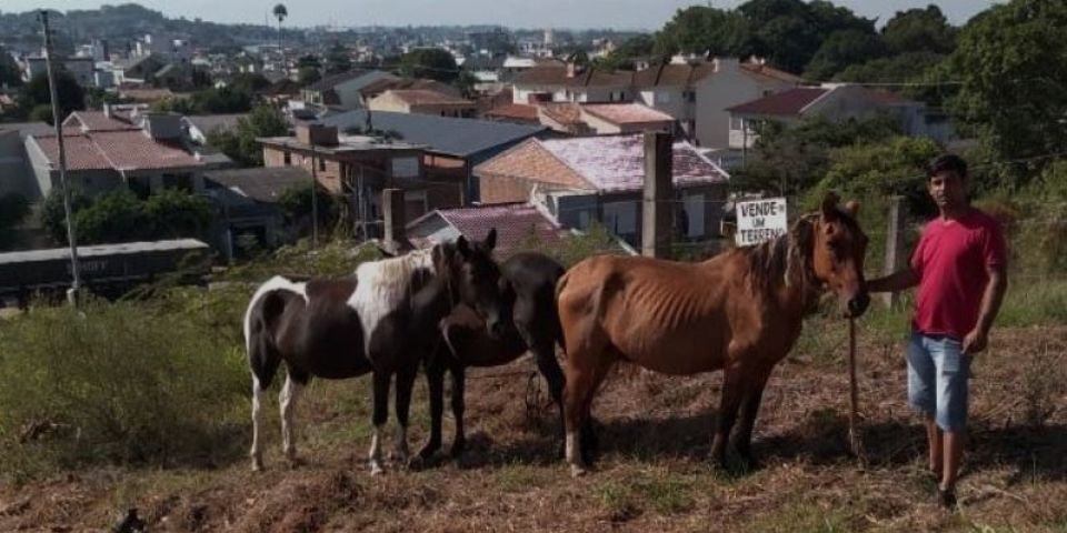 Cavalos furtados da ARCA são encontrados por voluntários em Camaquã