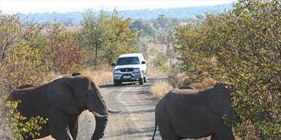 Caçador ilegal morre pisoteado por elefante e corpo é devorado por leões na África do Sul