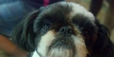 Família procura por Shih-tzu desaparecido em Camaquã