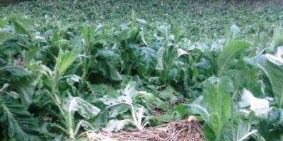 Fumicultores sofrem perdas com fortes chuvas e ventos e quedas de granizo em Camaquã e região