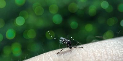 Rio Grande do Sul tem 121 casos confirmados de dengue em 2019