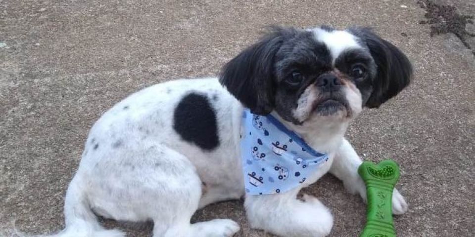 Nota de agradecimento pela localização de cachorrinho desaparecido em Camaquã