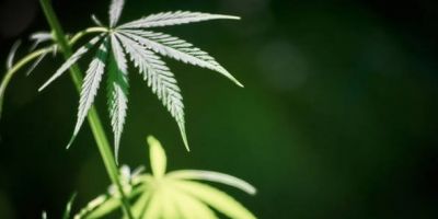 Justiça autoriza cultivo de maconha medicinal em Canoas