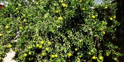 Fruticultores de Camaquã realizam assembleia na próxima quinta para tratar sobre a eleição da Diretoria