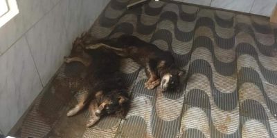 Criminosos matam cães a pauladas e furtam objetos do Canil Municipal de Encruzilhada do Sul