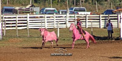 Animais pintados de rosa geram polêmica em rodeio