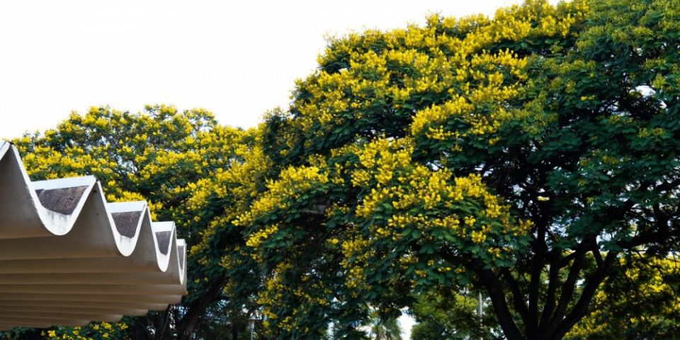 Natureza beneficia bem-estar e saúde da população, mostra pesquisa