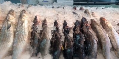 Ação busca impedir venda irregular de pescados