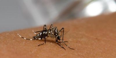 RS tem 456 registros de dengue contraída no Estado 