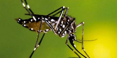 Identificados cinco focos de Aedes aegypti em Camaquã