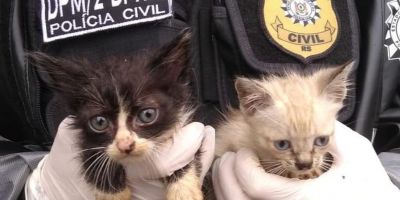 Operação resgata 19 cães e gatos que eram mantidos em gaiolas em Canoas