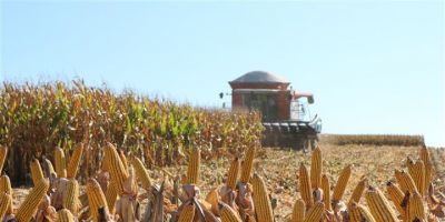 Lavoura de milho está 99% colhida no Rio Grande do Sul