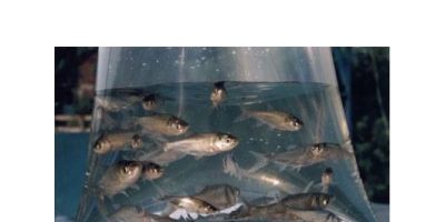 Reativado em Sentinela do Sul o Sistema Troca-Troca de Alevinos