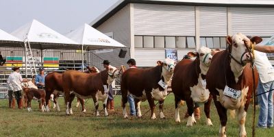 Inscrições de animais para a Expointer 2019 serão abertas na próxima segunda-feira