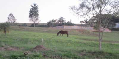 Participação do Leitor: cavalos soltos em Sentinela do Sul