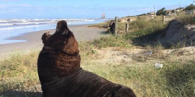 Leões-marinhos são encontrados no Litoral Norte do RS